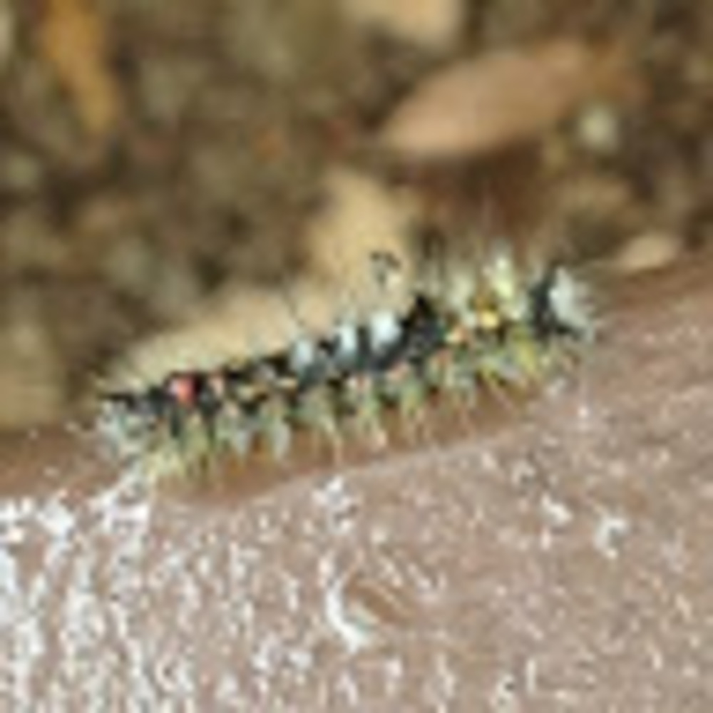 Meet your Posher, Crys